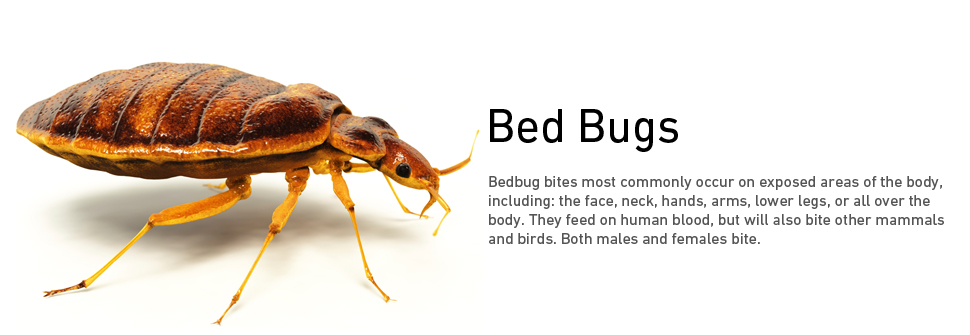 Bed Bugs Removal
